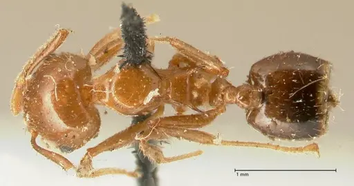 Crematogaster ransonneti - FOCOL1449