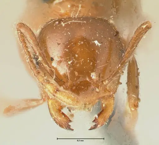 Crematogaster ransonneti - FOCOL1449