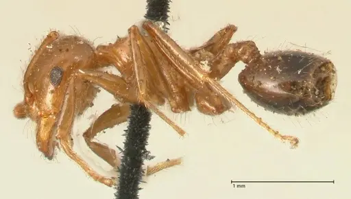 Crematogaster ransonneti - FOCOL1449