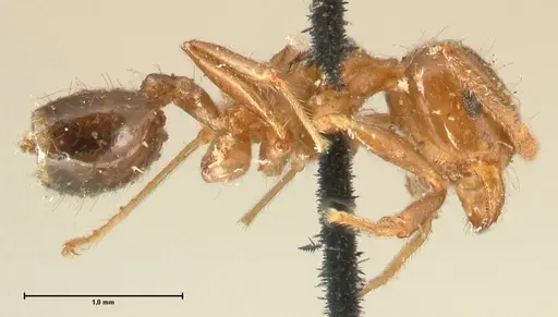 Crematogaster ransonneti - FOCOL1449