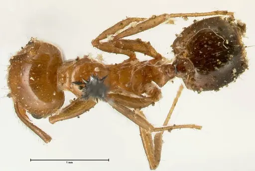 Crematogaster ransonneti - FOCOL1450