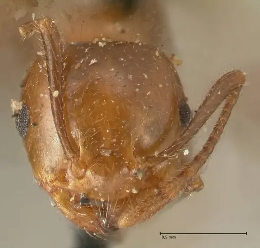 Crematogaster ransonneti - FOCOL1450