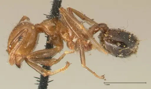 Crematogaster ransonneti - FOCOL1450