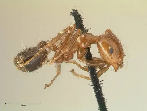 Crematogaster ransonneti - FOCOL1450