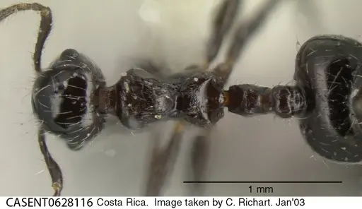 Crematogaster raptor specimen