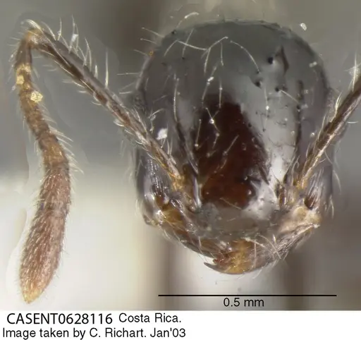 Crematogaster raptor specimen