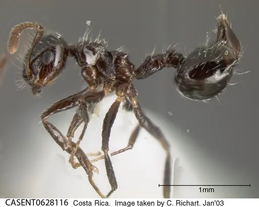 Crematogaster raptor specimen