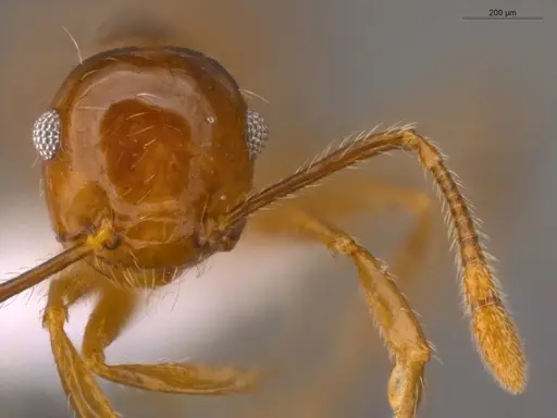 Crematogaster raptor - ECOFOG-CSG15-0223-04