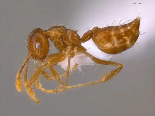 Crematogaster raptor - ECOFOG-CSG15-0223-04