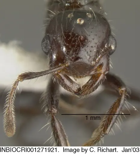 Crematogaster raptor - INBIOCRI001271921