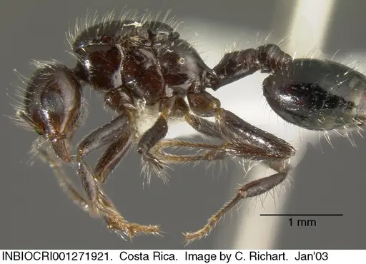 Crematogaster raptor - INBIOCRI001271921