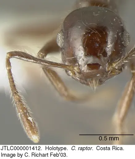 Crematogaster raptor - JTLC000001412
