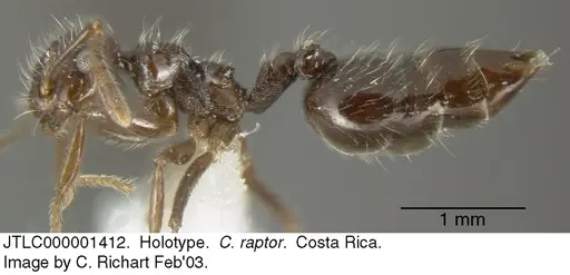Crematogaster raptor - JTLC000001412