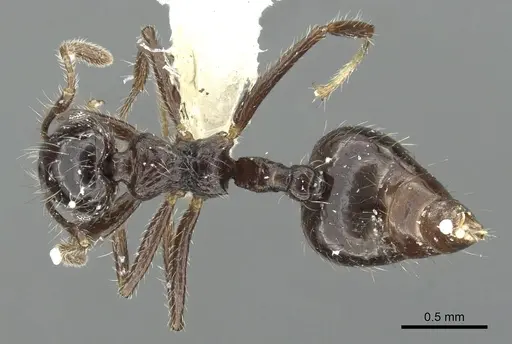 Crematogaster raptor - JTLC000001413