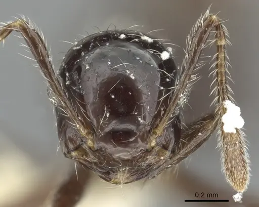 Crematogaster raptor - JTLC000001413