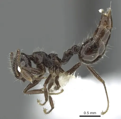 Crematogaster raptor - JTLC000001413
