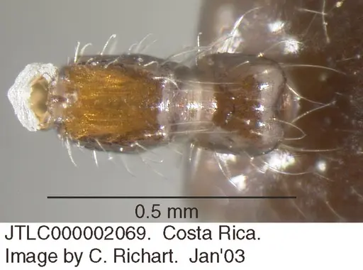 Crematogaster raptor - JTLC000002069