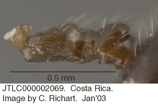 Crematogaster raptor - JTLC000002069