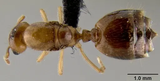 Crematogaster razana specimen