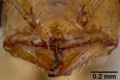 Crematogaster razana specimen