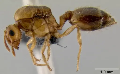 Crematogaster razana - CASENT0148782