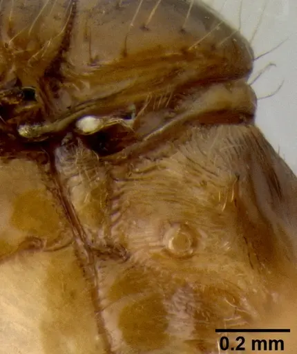 Crematogaster razana - CASENT0148782