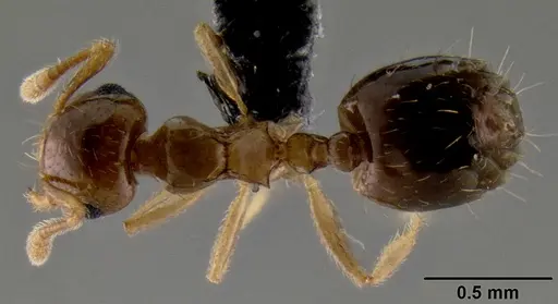 Crematogaster razana - CASENT0149655