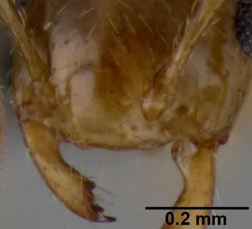 Crematogaster razana - CASENT0149655