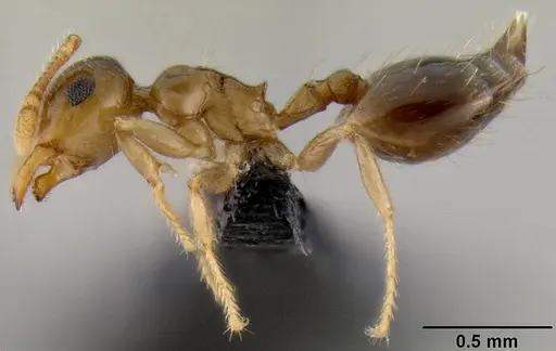 Crematogaster razana - CASENT0149655