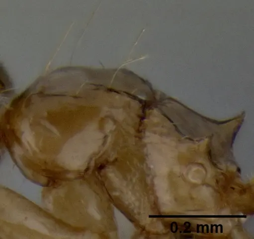 Crematogaster razana - CASENT0149655