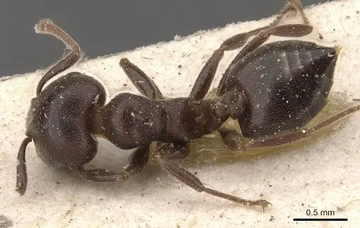 Crematogaster razana - CASENT0908528