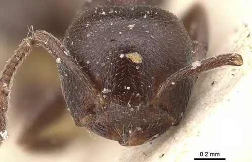 Crematogaster razana - CASENT0908528