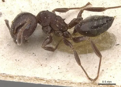 Crematogaster razana - CASENT0908528