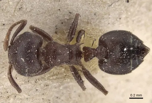 Crematogaster razana - CASENT0916607