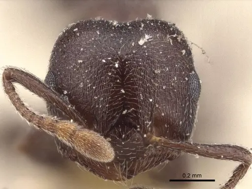 Crematogaster razana - CASENT0916607