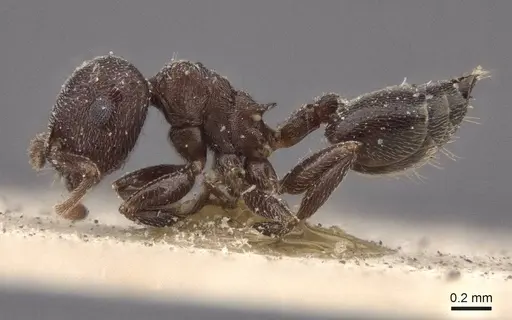 Crematogaster razana - CASENT0916607