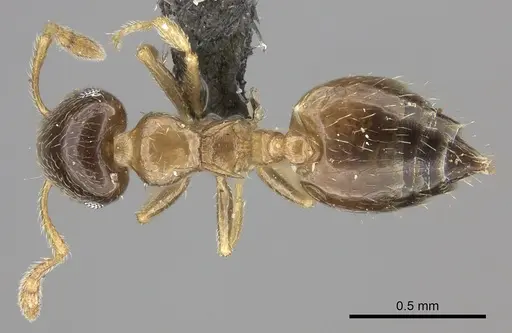 Crematogaster rectinota specimen