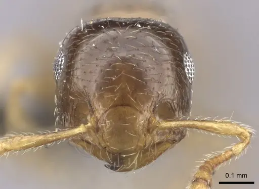 Crematogaster rectinota specimen