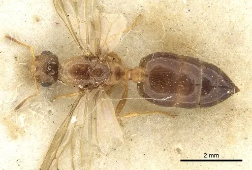 Crematogaster rectinota - CASENT0902064