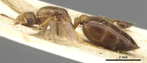 Crematogaster rectinota - CASENT0902064