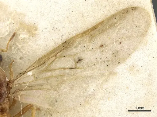 Crematogaster rectinota - CASENT0902064