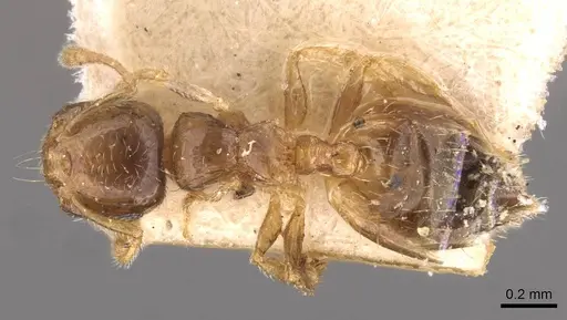 Crematogaster rectinota - CASENT0908363