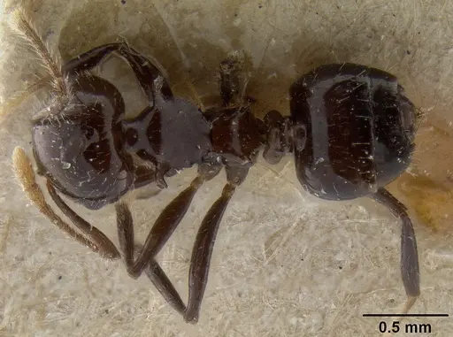 Crematogaster recurva specimen