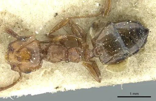 Crematogaster resulcata specimen
