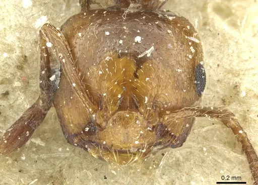 Crematogaster resulcata specimen