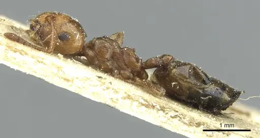 Crematogaster resulcata specimen