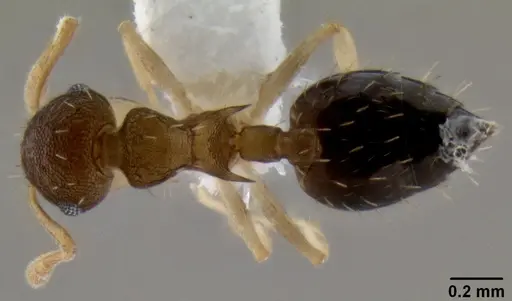 Crematogaster reticulata specimen
