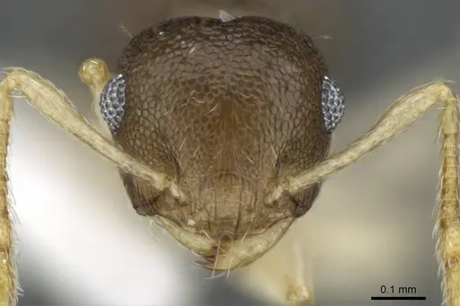 Crematogaster reticulata - CASENT0905905