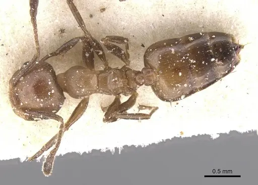 Crematogaster reticulata - CASENT0912718