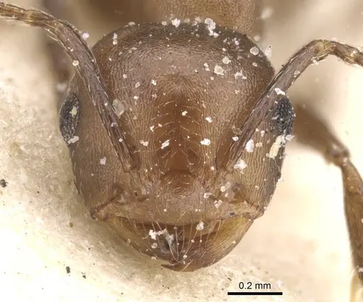 Crematogaster reticulata - CASENT0912718